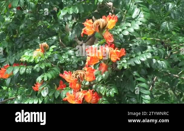 Spathodea campanulata (Kiacret, African tulip, fountain tree, pichkari ...