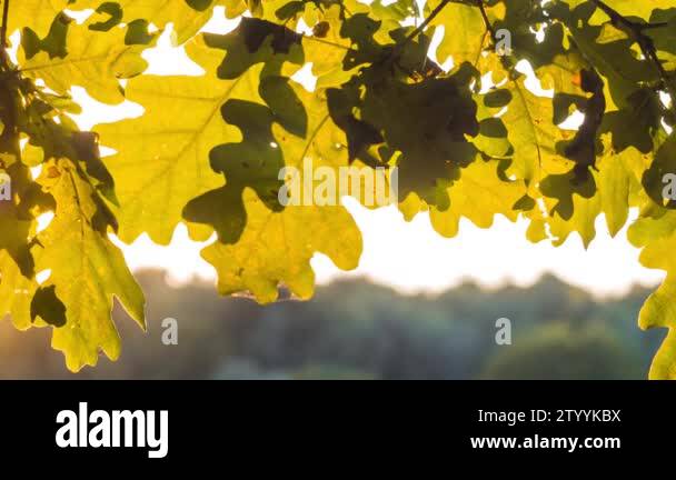 oak tree leaves close-up sun light rays shining through the foliage pen ...