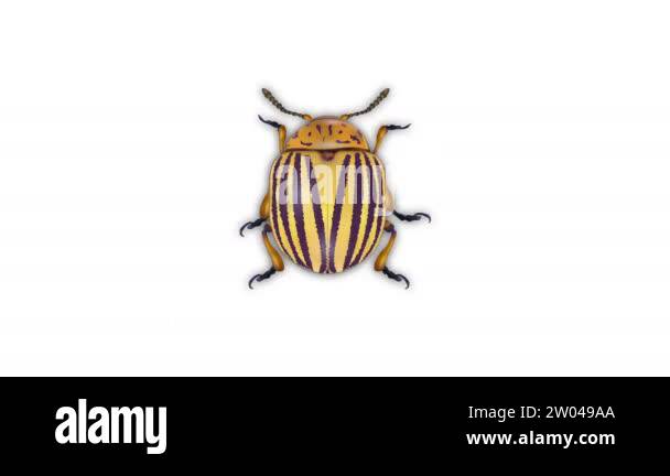 Animation change insect pests. Mite, Colorado potato beetle, fly ...