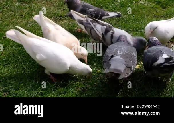 Feral pigeon feeding in urban house garden. Feral pigeons, also called ... Biology Diagrams
