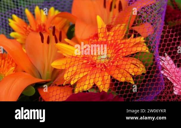 Bouget Stock Videos & Footage - HD and 4K Video Clips - Alamy