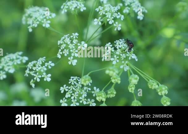 Are Soldier Beetles Good Or Bad Attracting Soldier Beetles To The