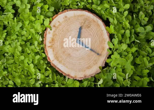 Clock hands on a tree stump. CG animation. Concept of ecology and ...