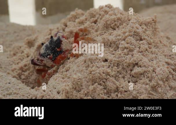 Indian crustation Stock Videos & Footage - HD and 4K Video Clips - Alamy