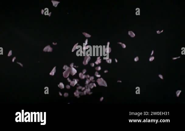 Petals falling hi Stock Videos & Footage - HD and 4K Video Clips - Alamy