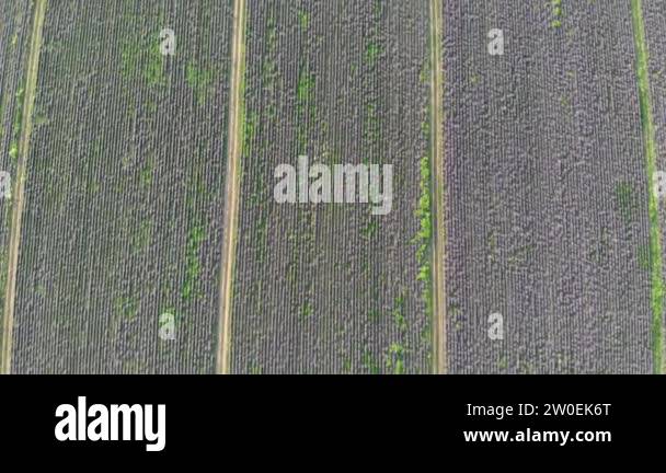 Lavender field from drone Stock Videos & Footage - HD and 4K Video ...