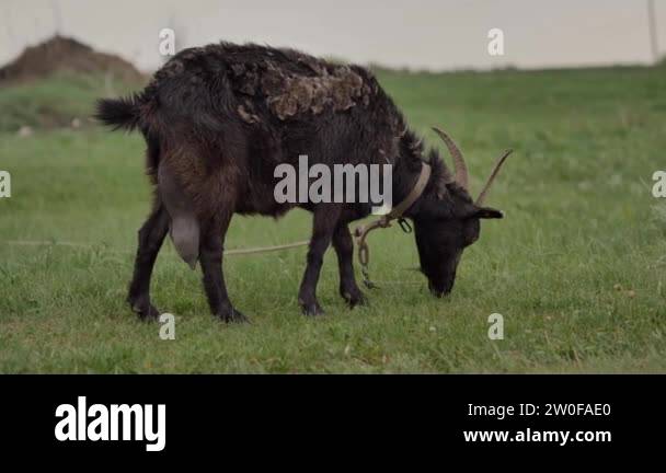 A black goat tied to a rope is grazed on a green lawn and looks into ...