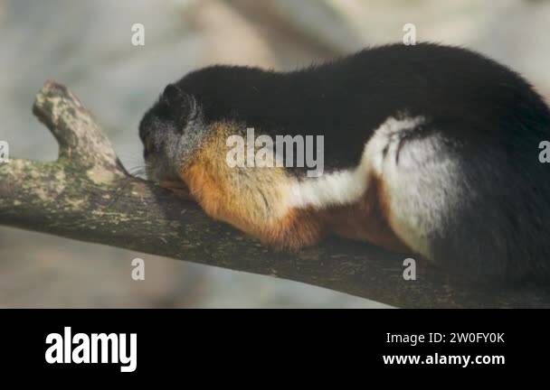 Callosciurus prevostii Stock Videos & Footage - HD and 4K Video Clips ...