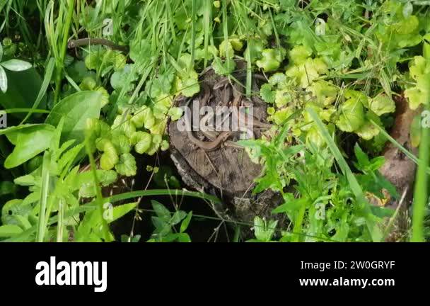 Group lizards Stock Videos & Footage - HD and 4K Video Clips - Alamy