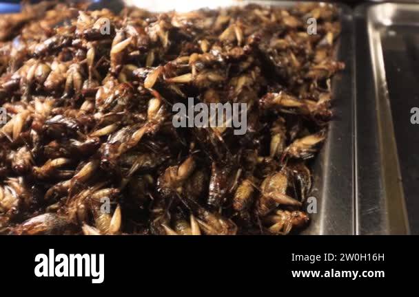 Scorpions, bugs, crickets, grasshoppers, frogs and insects cooked and ...