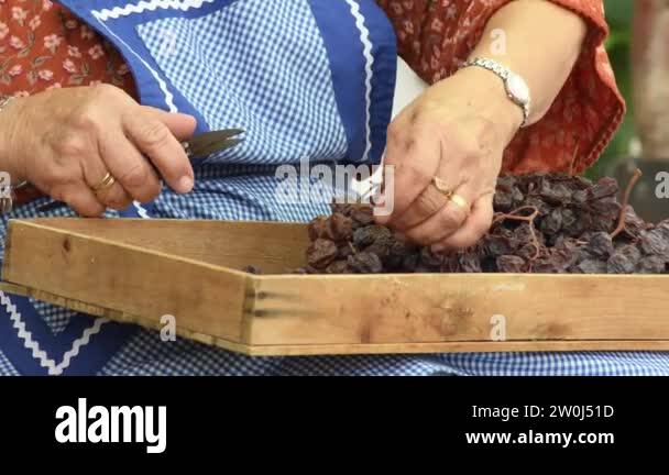 Old woman cutting with a scissors stalks of raisins in a branch Stock ...