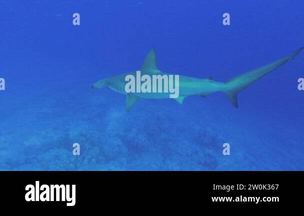 Hammerhead Shark slowly swim in the blue water background. Scalloped
