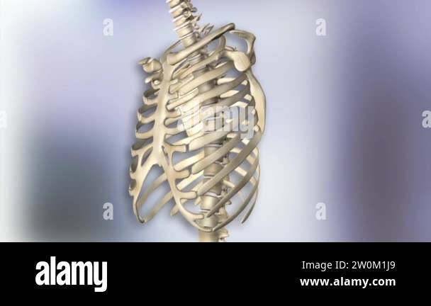 Rib protection Stock Videos & Footage - HD and 4K Video Clips - Alamy