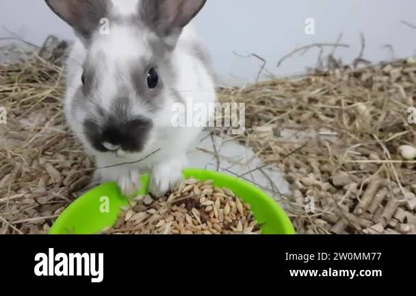 The gray rabbit is fed by feeding through a large muzzle. The rabbit is ...
