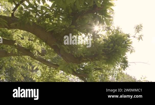 Lens flare through tree Stock Videos & Footage - HD and 4K Video Clips ...
