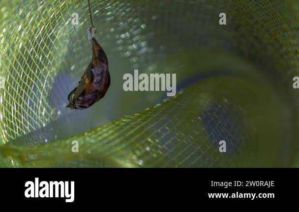 Egg larva pupa adult Stock Videos & Footage - HD and 4K Video Clips - Alamy