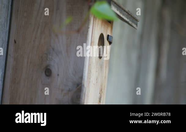 Chickadee Nest Box Stock Videos Footage Hd And 4k Video Clips Alamy
