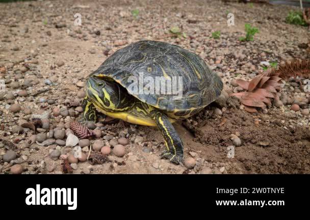 Turtle Scratching X legs Stock Videos & Footage - HD and 4K Video Clips - Alamy