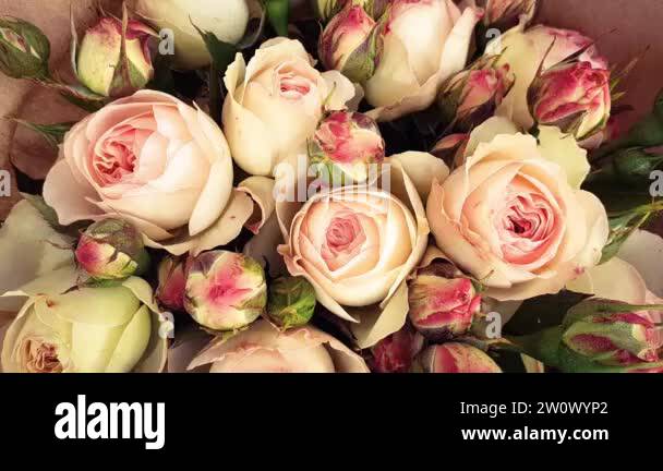 Beautiful bunch roses Stock Videos & Footage - HD and 4K Video Clips ...