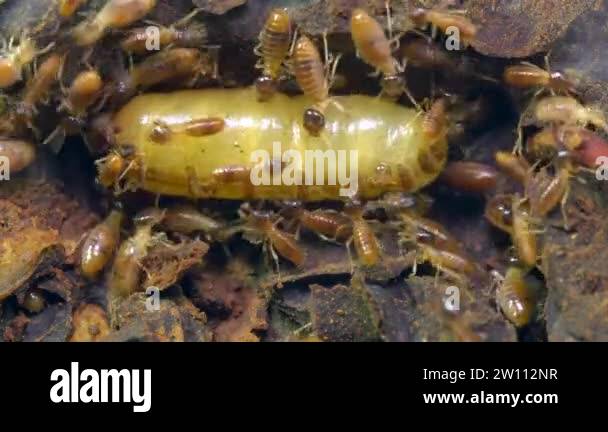 Termites insects Stock Videos & Footage - HD and 4K Video Clips - Alamy