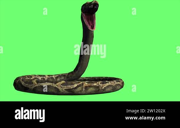 Python Snake Gif 4k animation - Snake Python on the Green Screen Stock Video Footage - Alamy