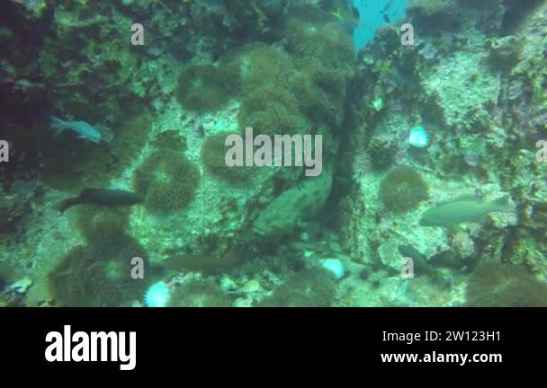 Marine scuba diving. Underwater tropical coral reef seascape. Huge ...