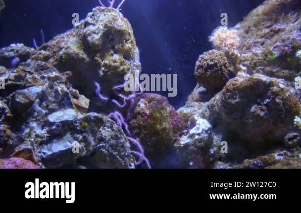 Beautiful fish aquarium, deep underwater world view, different water ...