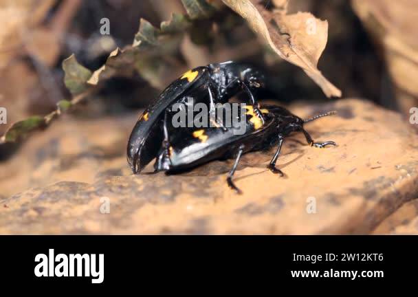 video, Pair of pleasing fungus beetles, Erotylidae, mating on bracket ...