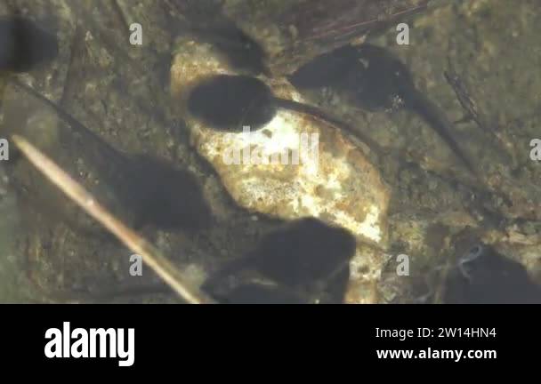 Tadpole, pollywog is larval stage in life cycle of an amphibian, frog ...