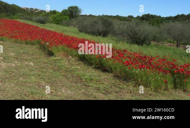 Poppies field, papaver rhoeas, in bloom, Olive Trees, near Sibenik in ...