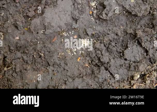 Antihil Insects Little ants save their larvae by dragging them underground. An opened ...