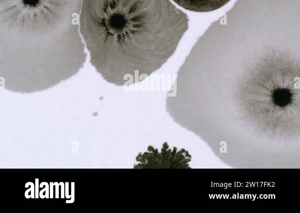 Drop of black ink. Ink splatter on white background. Black splash ...