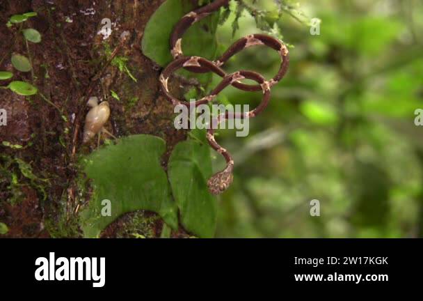 video of Juvenile Common blunt headed tree snake,Imantodes cenchoa in ...