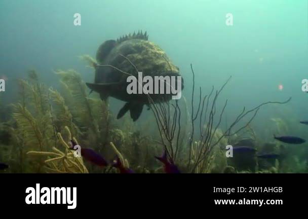 Atlantic ocean fish underwater Stock Videos & Footage - HD and 4K Video ...