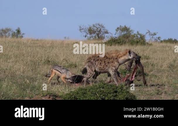 Black-backed jackal , canis mesomelas, spotted Hyena, crocuta crocuta