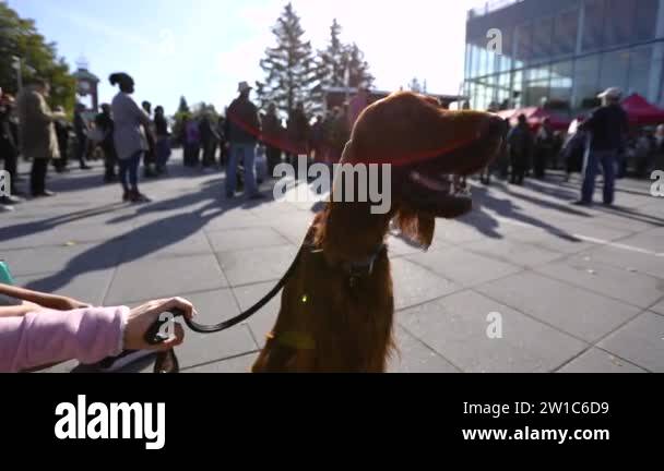 Dogs Protesting Fireworks Dog at political protest Stock Videos & Footage - HD and 4K Video Clips ...