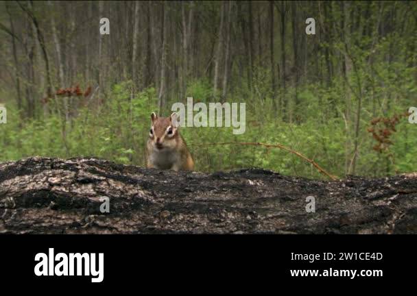 Siberian chipmunk (Lat. Tamias sibiricus). The chipmunks include 25 ...