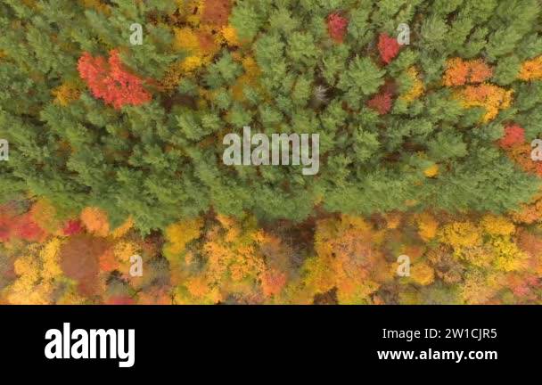 Tree line view Stock Videos & Footage - HD and 4K Video Clips - Alamy