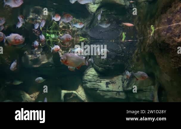 Many red-bellied piranhas, school of dangerous predators of amazon also