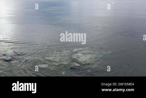 Whale Breaching By Icebergs In Arctic Nature With Ice In Icefjord whale-breaching-by-icebergs-in-arctic-nature-with-ice-in-icefjord