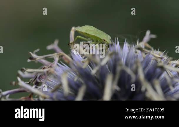 Wood bug Stock Videos & Footage - HD and 4K Video Clips - Alamy