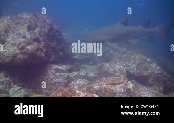 Right Ragged Shark Grey nurse shark ragged tooth Stock Videos & Footage - HD and 4K Video ...