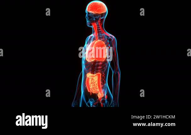 3D Animation Concept of Human Internal Organs Brain, Lungs, Intestine ...