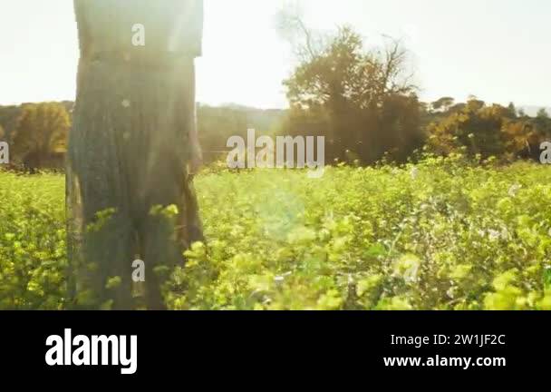 Girl In Green Dress Walks Walks Through The Fields Fool Of Blooming