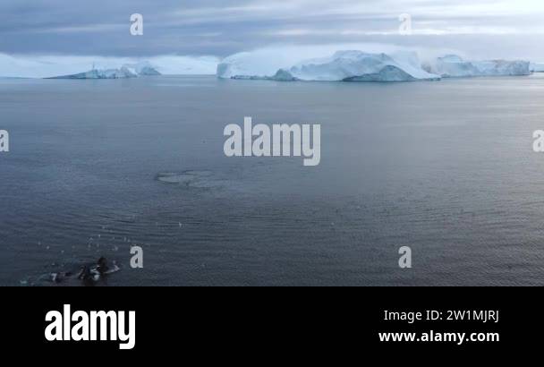 Aerial Drone Of Group Of Humpback Whales By Icebergs On Greenland 5 aerial-drone-of-group-of-humpback-whales-by-icebergs-on-greenland-5