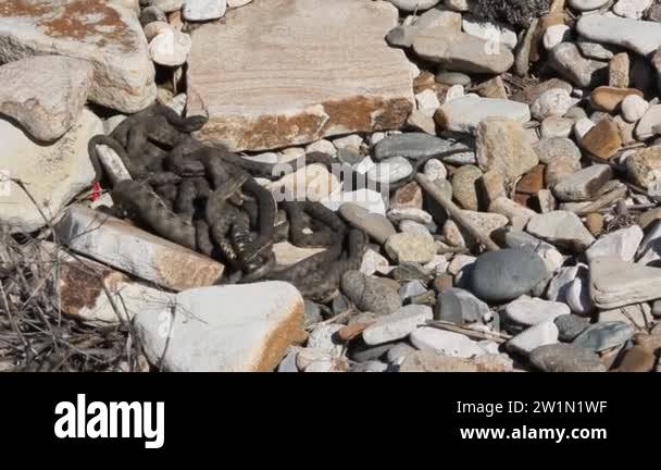 Elaphe dione, commonly known as Dione's ratsnake, the steppe ratsnake ...