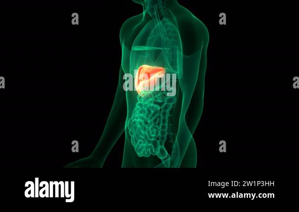 3d body organs Stock Videos & Footage - HD and 4K Video Clips - Alamy