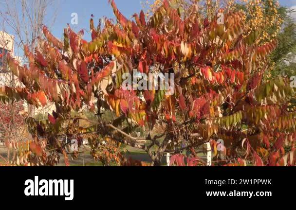 Sumac Tree In Autumn Autumn leaves of sumac tree (Lat. Rhus typhina) or sumac reindeerium ...