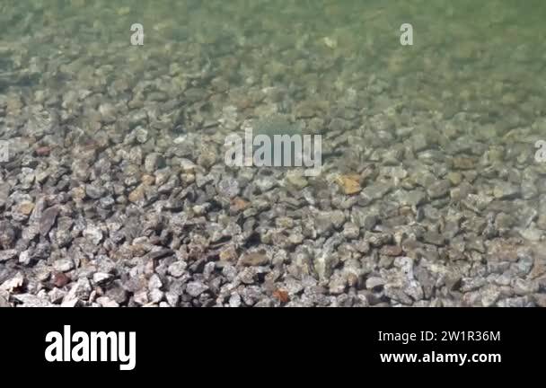 Rana clamitans tadpole Stock Videos & Footage - HD and 4K Video Clips ...