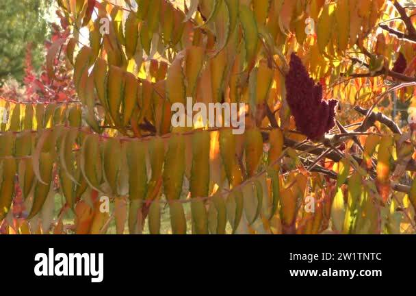 Sumac Tree In Autumn Autumn leaves of sumac tree (Lat. Rhus typhina) or sumac reindeerium ...